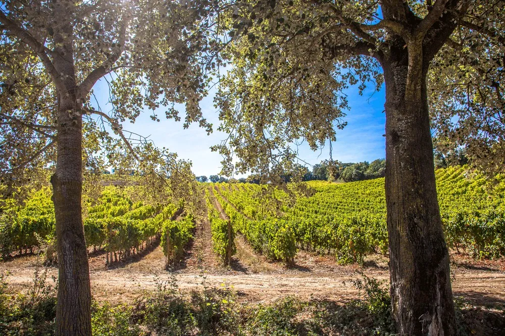 Vinhedos da Quinta de Chocapalha, Portugal — Foto: Acervo pessoal